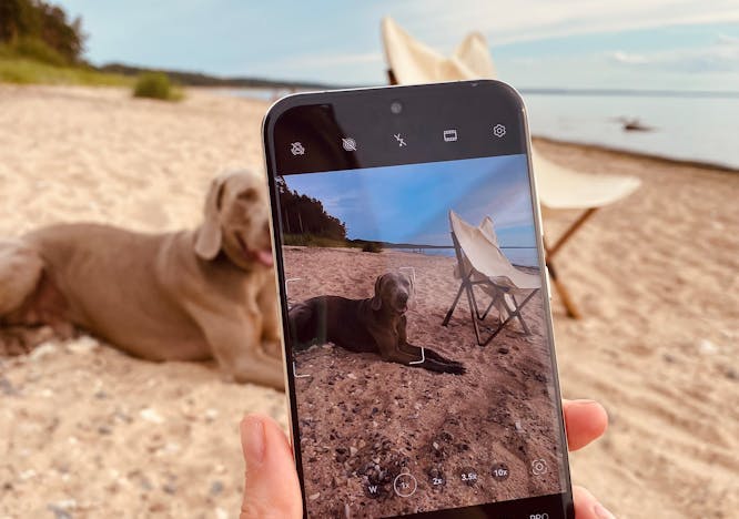 photography electronics phone soil mobile phone dog mammal pet beach water